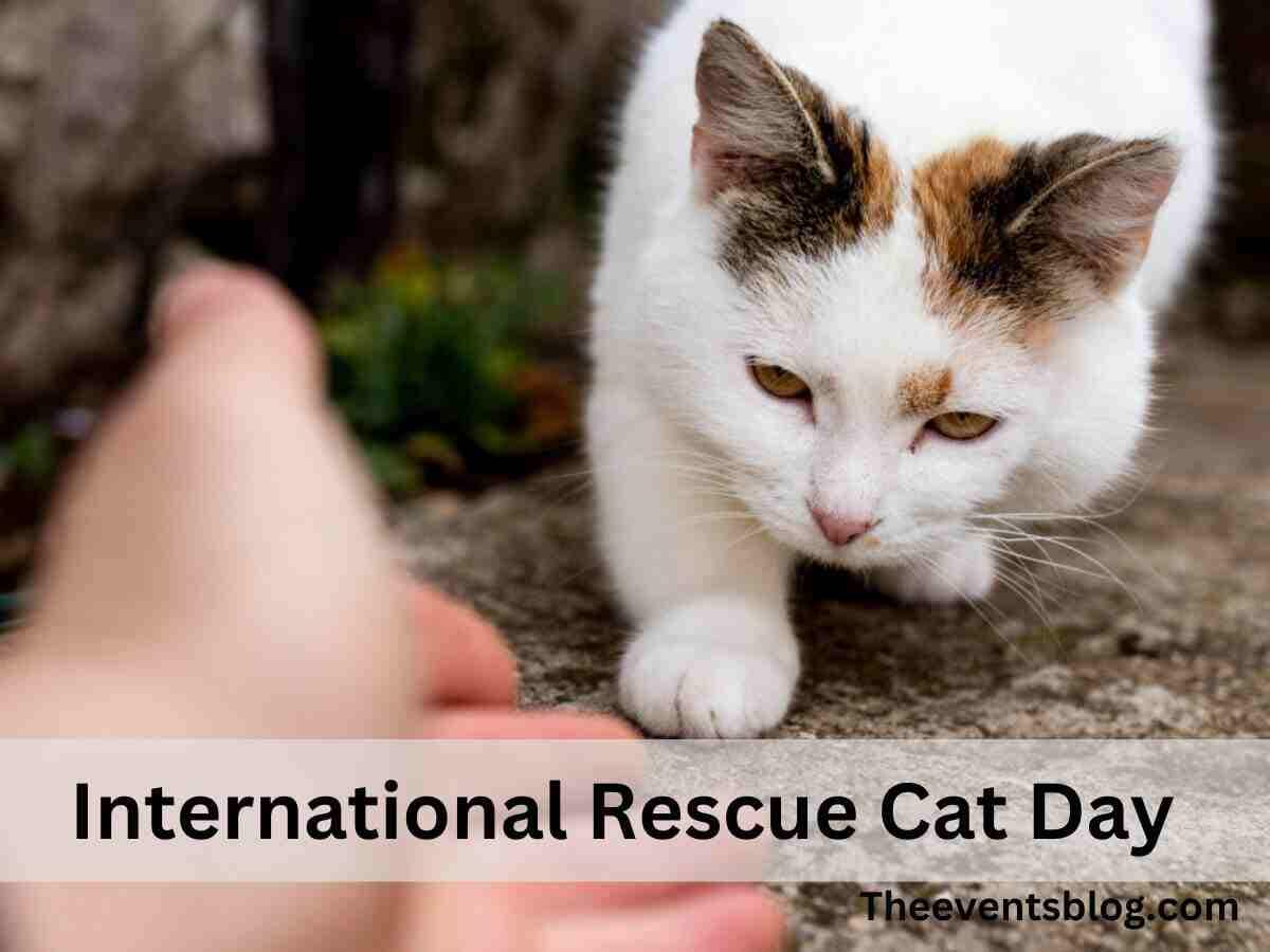 International Rescue Cat Day March 2nd The Events Blog