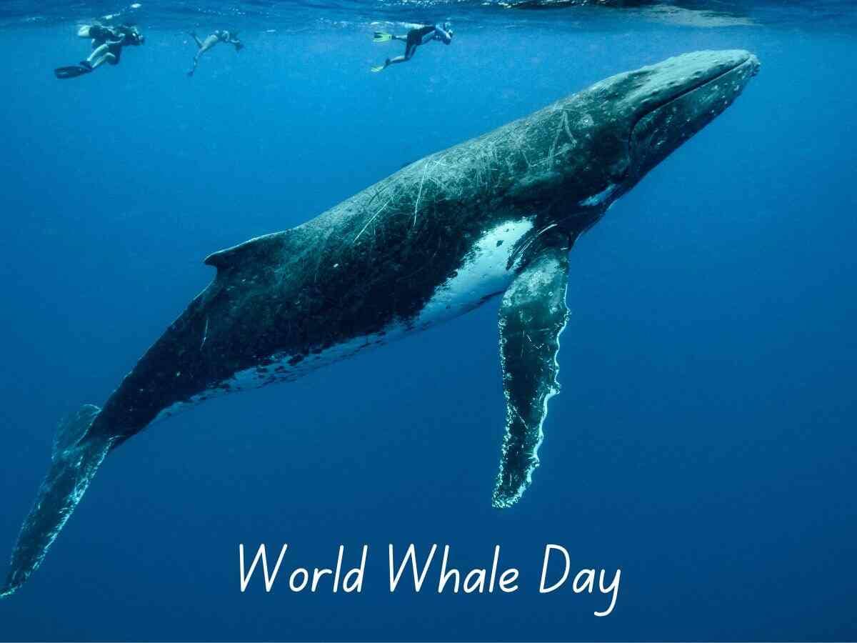 World Whale Day 2024 February 18 The Events Blog