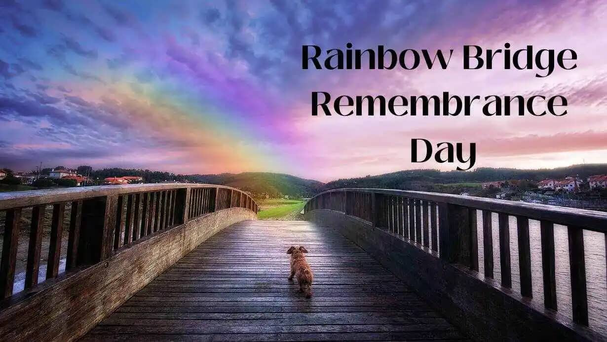 Rainbow Bridge Remembrance Day 2023Honoring Our Beloved Pets The